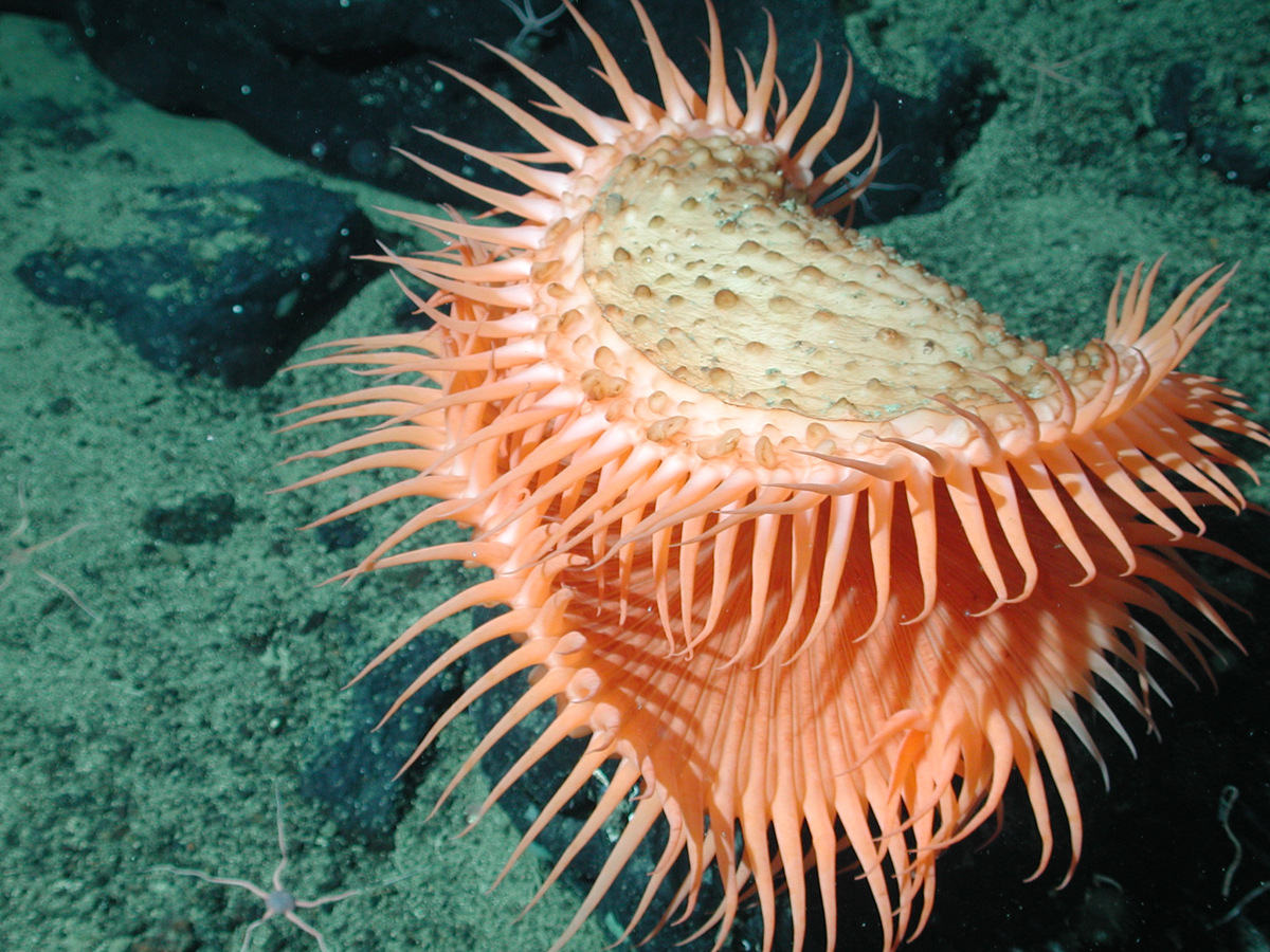 Представитель Семейства Actinoscyphiidae